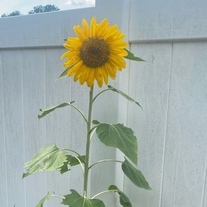 Meet your Posher, Kay